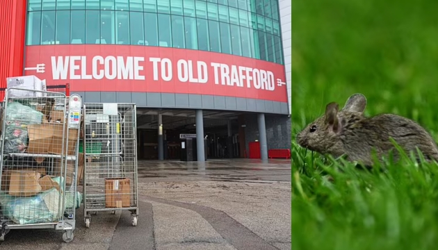 Ảnh bài viết SỐC! Chuột tấn công Man Utd, Old Trafford bị xếp hạng 2/5 sao 