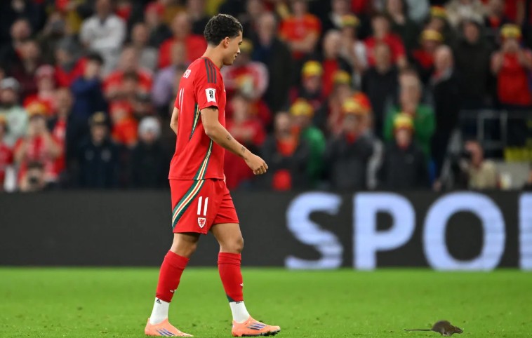 Ảnh bài viết Trận Bỉ vs Xứ Wales bị gián đoạn vì lý do bất ngờ