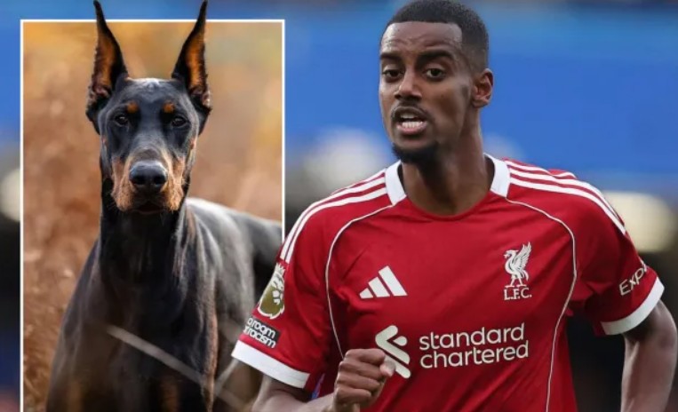 Alexander Isak vừa mua một chú chó Doberman để làm "vệ sĩ".